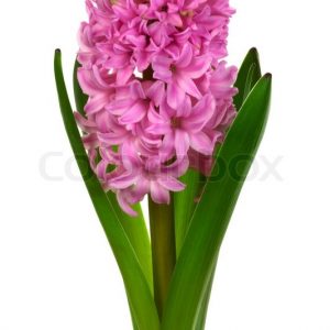 2044152-beautiful-pink-hyacinth-on-a-white-background