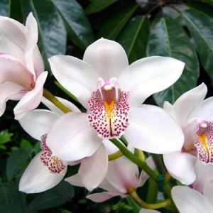 belaya-orhideya